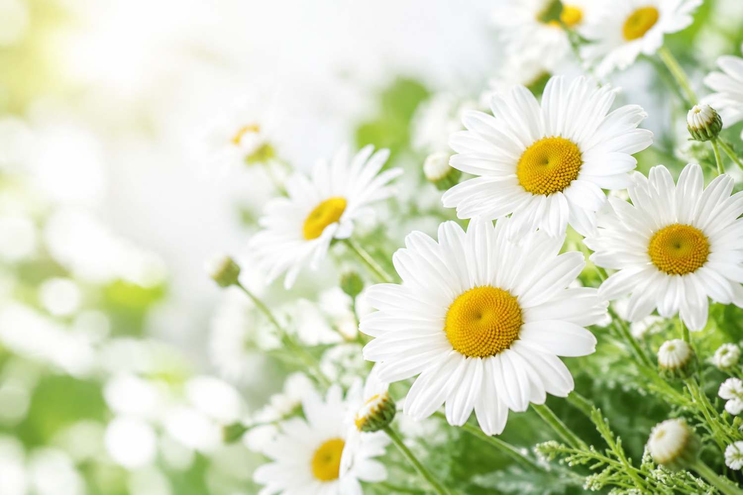 Sunny Daisy Banner